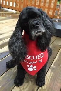 12 Weeks Old Male And Female - Cocker Spaniel