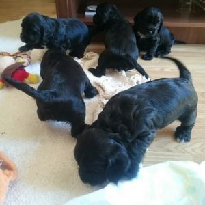Cocker Spaniel Puppies