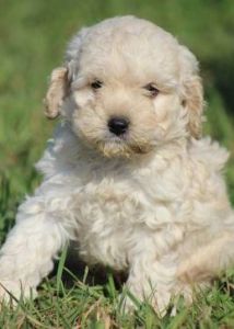 ckc cockapoo puppies