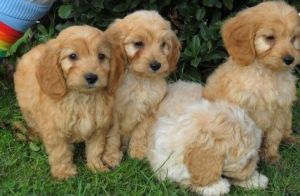 cockapoo puppies for lovely homes