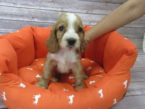 Cocker spaniel-female-mandy