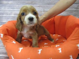 cocker spaniel-male-dusty