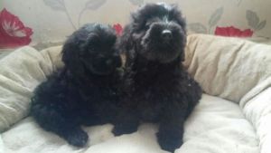 Gorgeous F1 Cockapoo Puppies