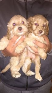 Stuning Litter F1 Cockapoo pups