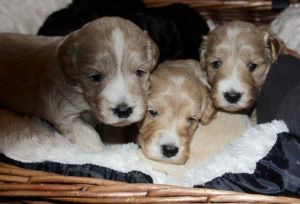 6 Stunning F1 Cockapoo Puppies. Boys & Girls.