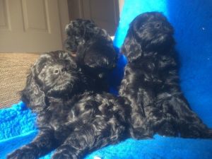 Cute F1 Cockerpoo Puppies Pra Clear