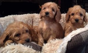 Apricot/lt Red Cockapoo Males Prcd Pra & Fn Clear