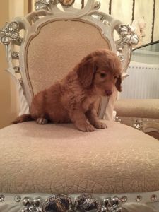 Cockapoo puppies