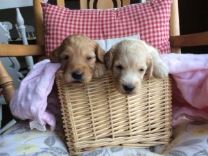 Stunning Cockapoo Pups
