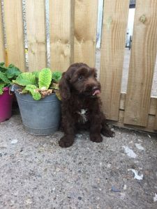 F1 Cockapoo Puppies