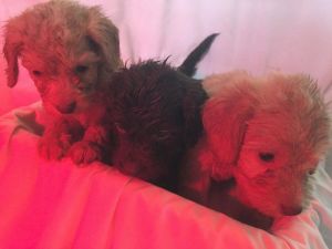 Cockapoo Puppies Ready