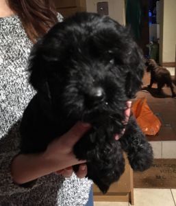 Gorgeous F1 Cockerpoos Ready Now