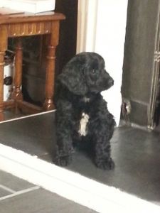 Ready Now Beautiful Miniature Cockapoo F1 Puppies