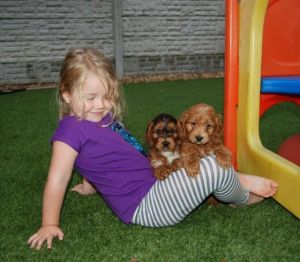 Stunning F1 Health Tested Clear Pups