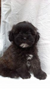 Gorgeous Cockapoo Puppies For Sale