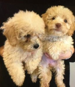 Gorgeous F2 Cockapoo Puppies Ready Now