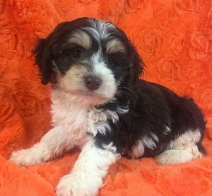 cocopuff cockapoo female