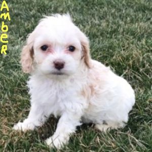 AMBER COCKAPOO