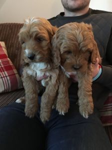F1 Cockapoo Puppies Pra & Vmd Clear