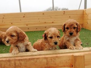 Cockapoo puppies for sale male and female