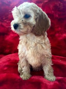 Adorable cockapoos for sale