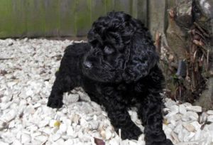 Adorable 2 Cockerpoo Puppies