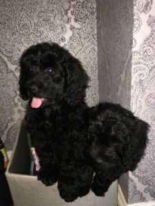 Top Quality F1 Cockapoo Pups
