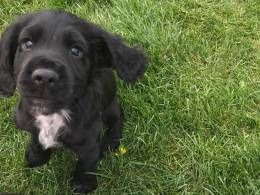 Gorgeous Black Working Type Cocker Spaniel