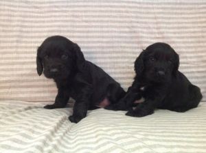 Cocker spaniel puppies for sale