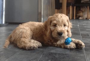 Cockapoo Puppies For Sale