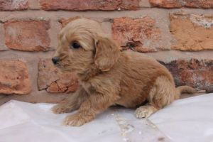 Stunning F1 Cockapoos