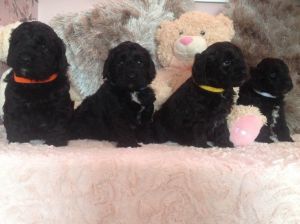 Beautiful Pra Clear Cockapoo pups