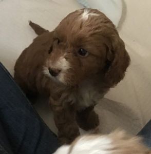 Healthy Happy Pra Clear Toy Cockapoo Fur Babys