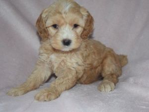House trained Cockapoo Puppies