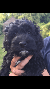 Beautiful Cockerpoo Puppies