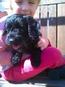 Toy Cockapoo Puppy For Sale