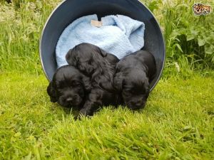 Outstanding Cockapoo Puppies