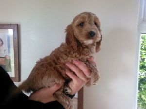 Miniature Cockapoo