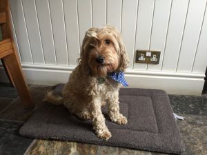 Beautiful F1b Farmhouse Cockapoo Puppies