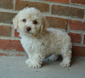 Awesome Cockapoo puppies For Sale. Text (***) ***-***2