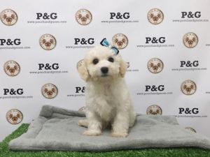 Cockapoo - Indie - Male