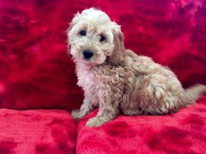Adorable Toy Cockapoo Puppies
