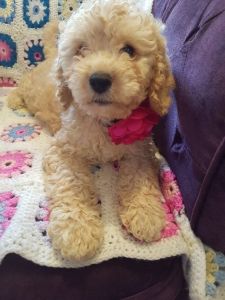 Amazing cutty Cockapoo puppies (***) ***-***1