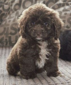 Home Reared Cockapoo Puppies