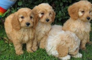 Chocolate,Cocker Spaniel Puppies