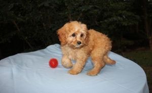 Adorable Cockapoo puppies