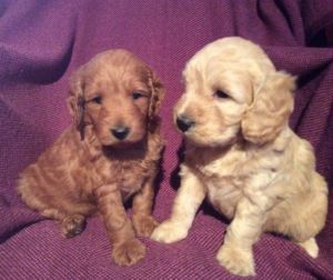 5 Gorgeous Cockapoo puppies