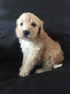 F1 Cocker Poo Puppies