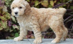 APRI Cockapoo puppies For Sale