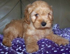 Cockapoo Puppies Available(***) ***-***2
